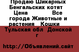 Продаю Шикарных Бенгальских котят › Цена ­ 17 000 - Все города Животные и растения » Кошки   . Тульская обл.,Донской г.